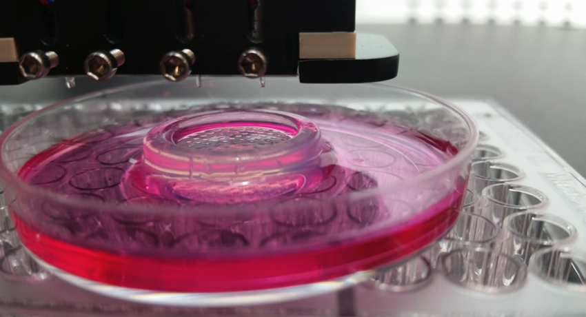 image of bioprinted cell