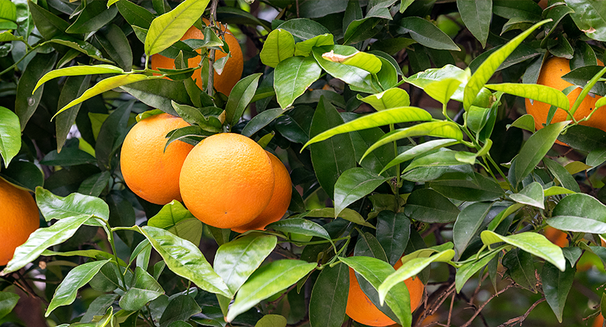 Citrus Trees Detecting Greening