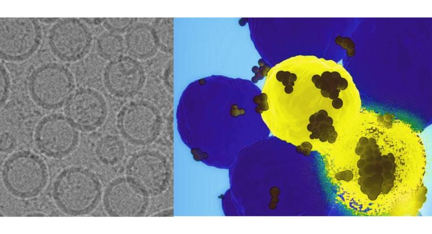 Imaging of GPS Nanoparticle