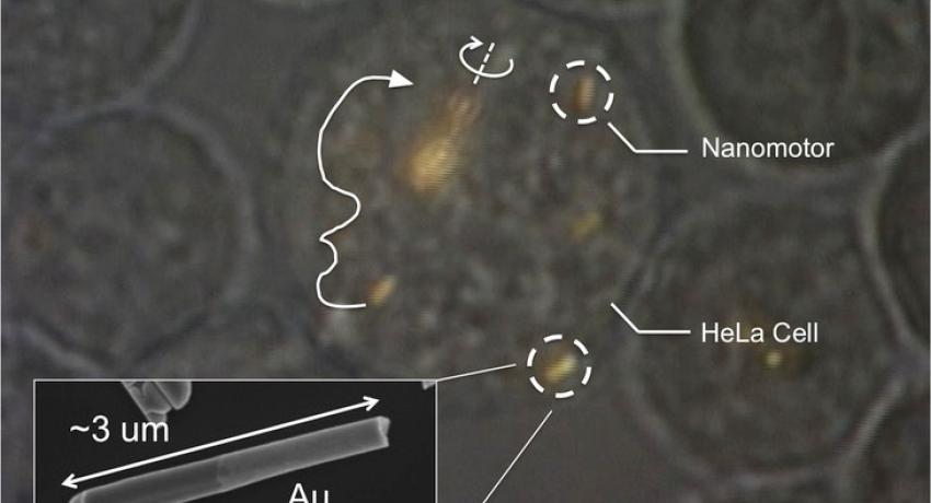 Optical Microscopy