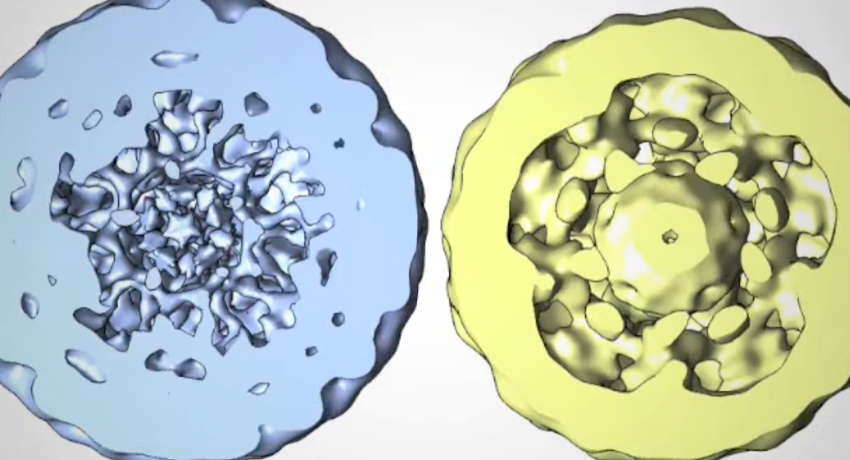 Transcribing Rotavirus in Solution